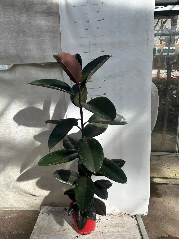 Фикус эластика Робуста d25