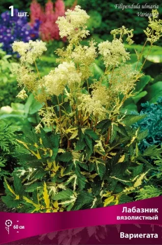 Корневище Лабазник вязолистный Вариегата 1шт Поиск 