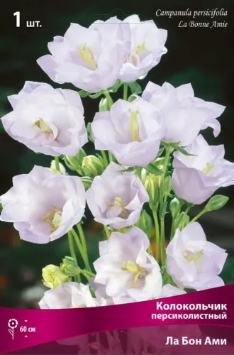Корневище Колокольчик персиколистный Ла Бон Ами1 шт Поиск 