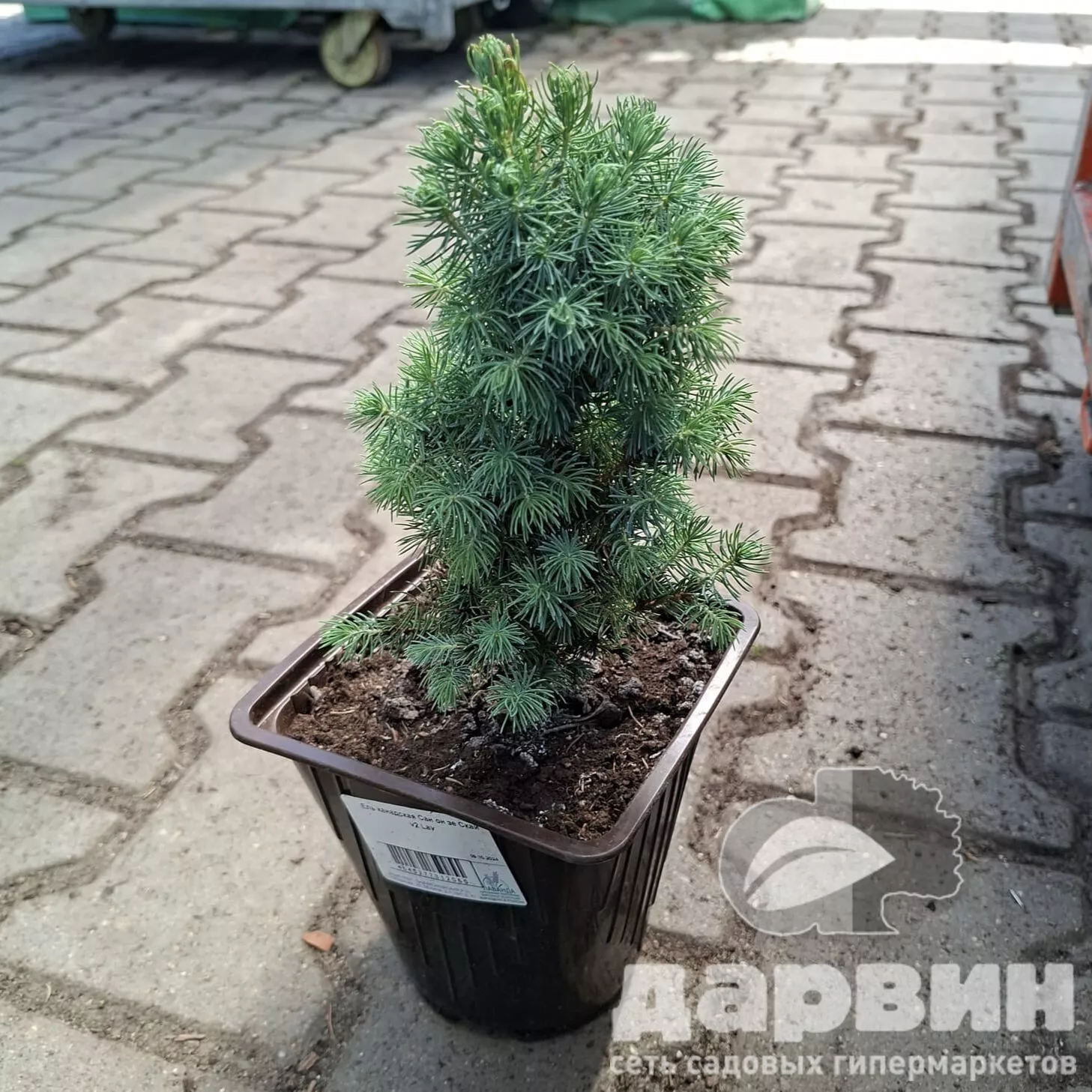 Ель канадская Сан он зе Скай v2 Lav 