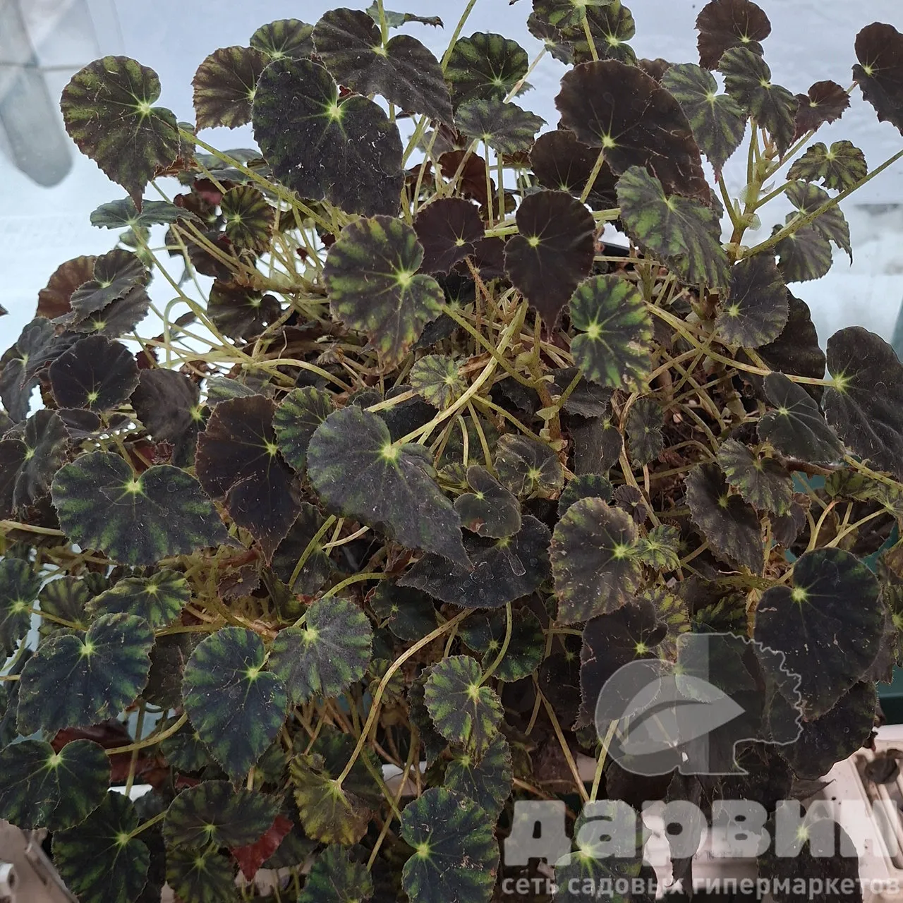 Бегония рекс d35 h60-70 Tim 