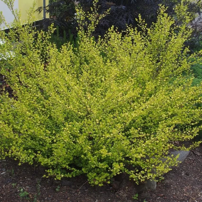 Береза карликовая Голден Треже v5 Lav 