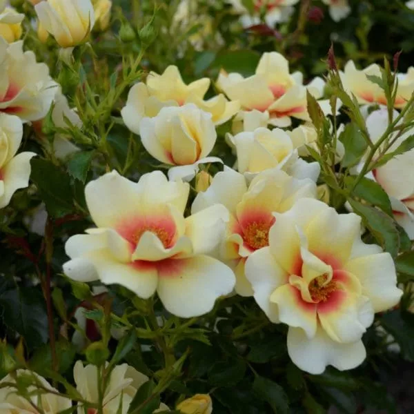 Роза полиантовая ГЛОРИОУС ВАВИЛОН АЙЗ v7 Fr 