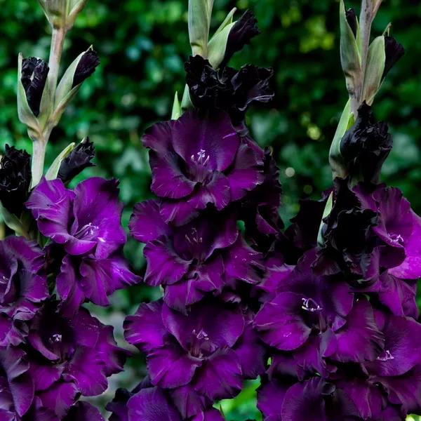 Луковица Гладиолус Момбасса, 10шт/уп 