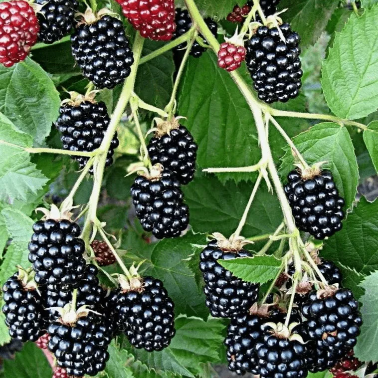 Кедо Ежевика