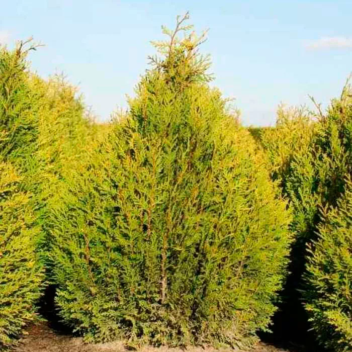 Растение туя складчатая Little Boy  C2, 30-40 UL 