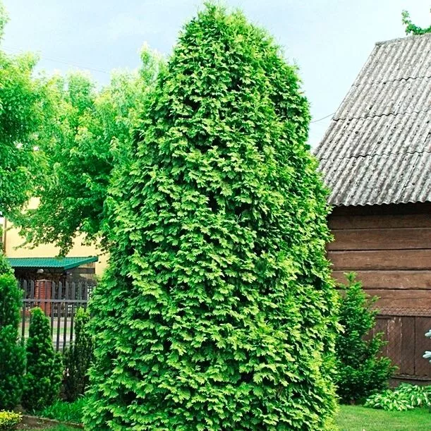 Растение туя западная Wareana Lutescens 100-120 UL 2017 по цене  Растение туя западная Wareana Lutescens 100-120 UL 2017