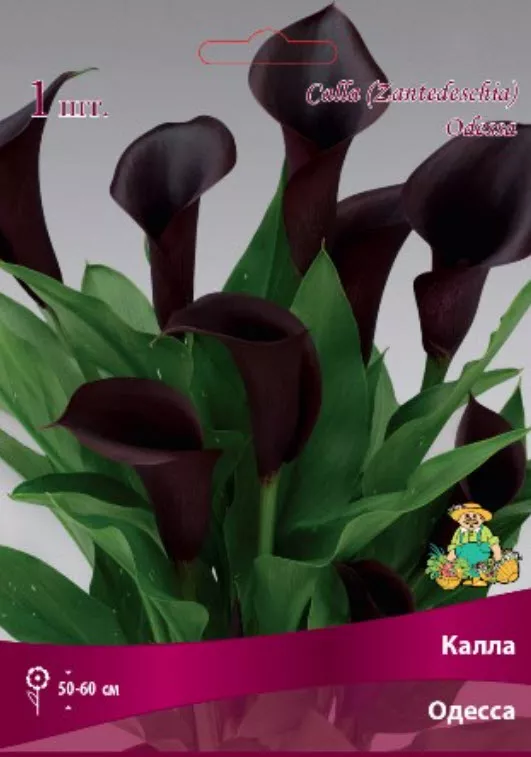 Клубень Калла Одесса 14/16  1шт. Поиск 