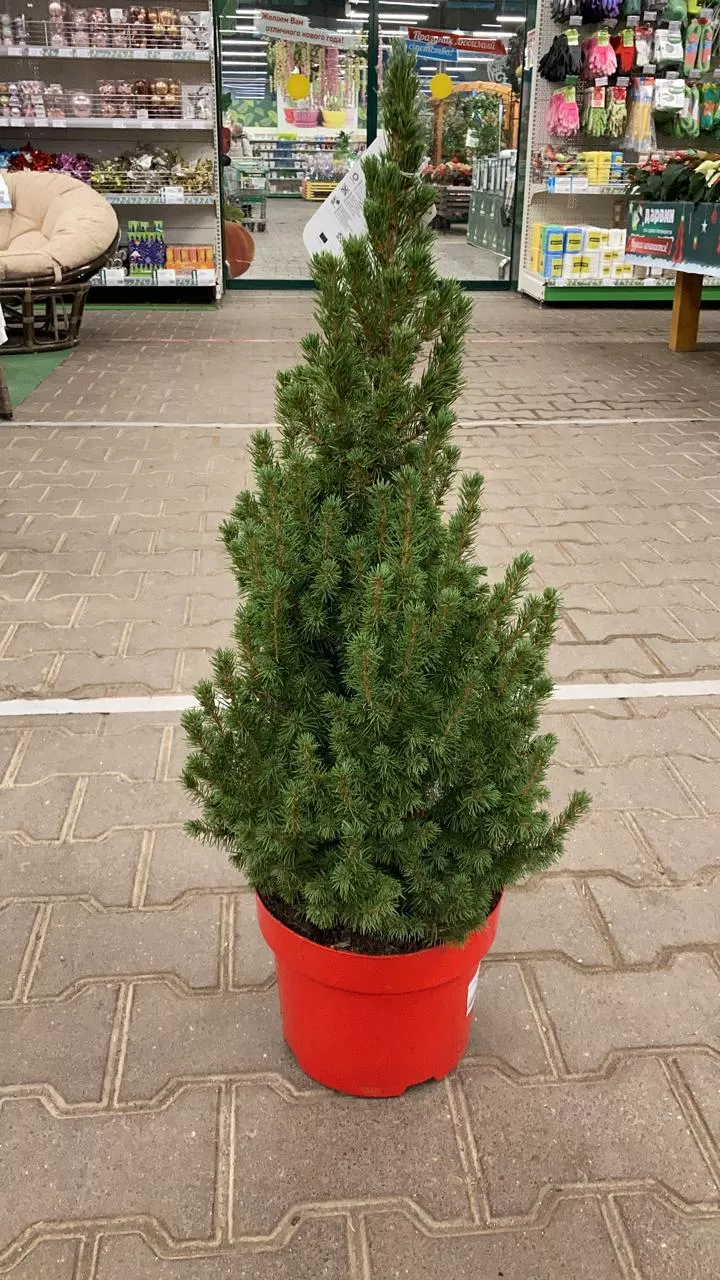 Ель живая Новогодняя v35 80-100см 