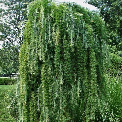 Лиственница японская Пендула C6 штамб 140 BL 