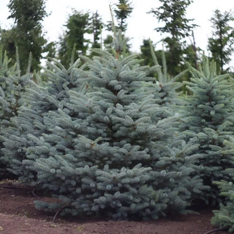 Ель колючая glauca Seed 80 100 KG 2017 по цене  Ель колючая glauca Seed 80 100 KG 2017