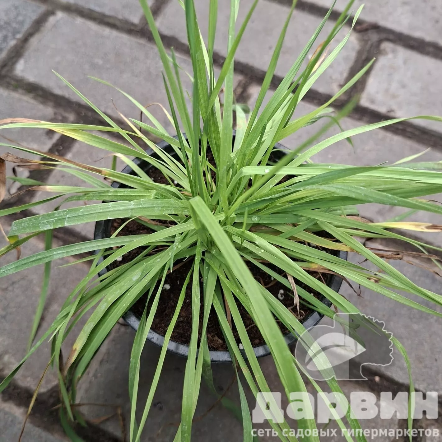 Трясунка d12 Tim 