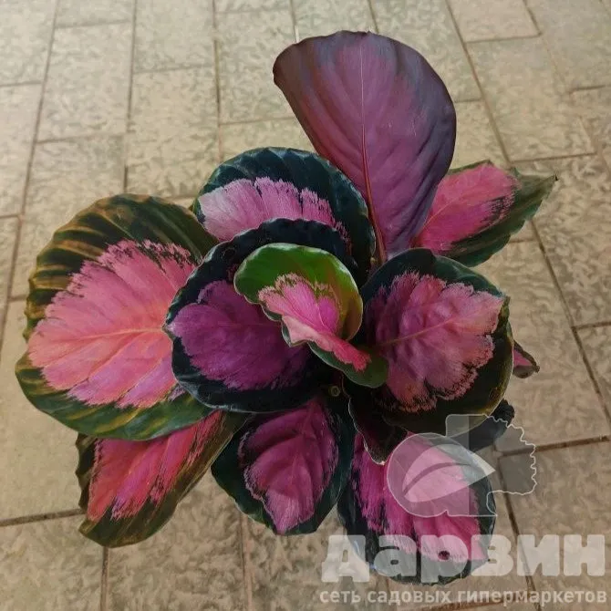 Калатея Розеопикта кримсон d14 h30 