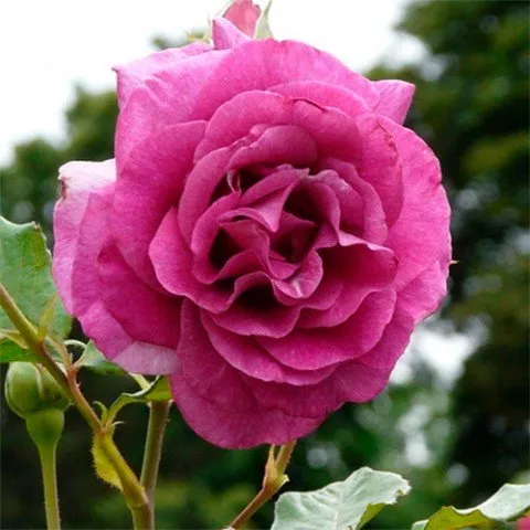 Роза плетистая Виолетта Клаймбинг с5, Tim 