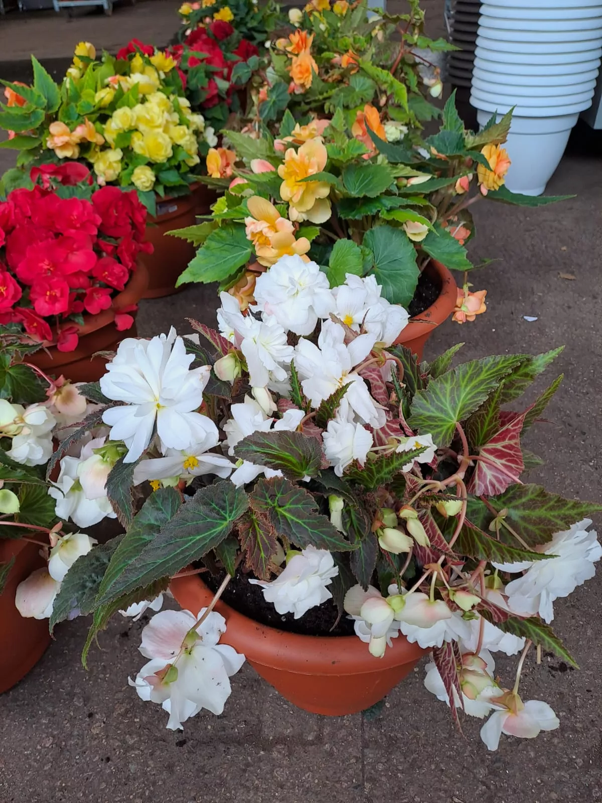 Бегония клубневая в кашпо d45 Tim 