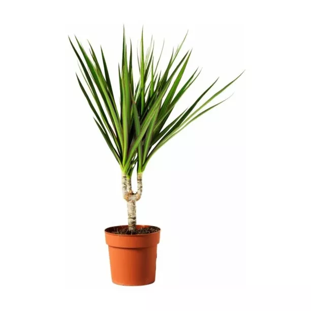 Драцена маргината d10 ЯР 