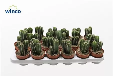 Маргинатоцереус Маргинатус d7 h8 