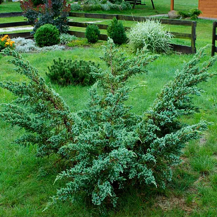 Можжевельник чешуйчатый Meyeri, v40–60, ko2l   Lt по цене  Можжевельник чешуйчатый Meyeri, v40–60, ko2l   Lt