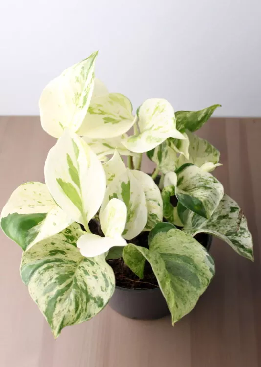 Эпипремнум Хеппи Лиф d12 