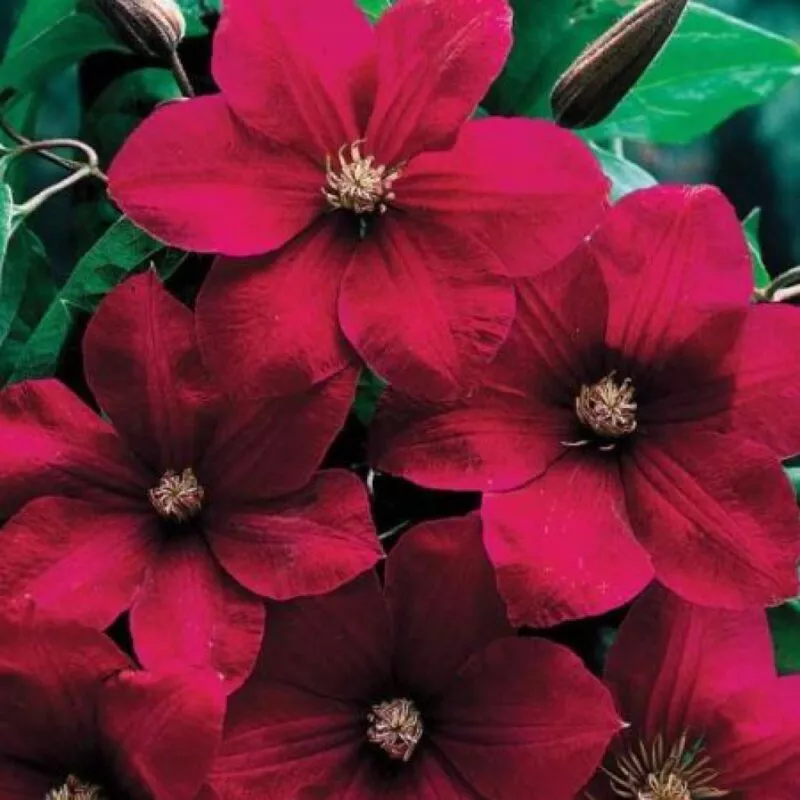 Клематис Зося Р9 