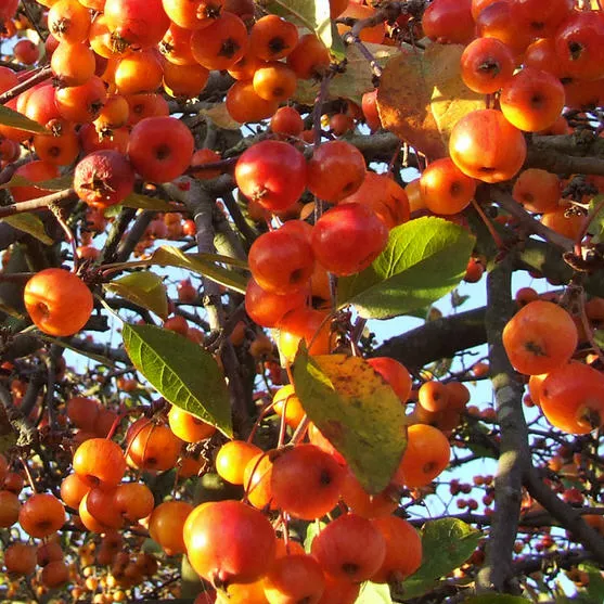 Яблоня декоративная "Голден Хорнет" 8\10 с37,5 