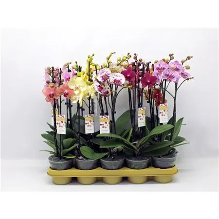 Фаленопсис Эксклюзиво 2 ст d12 h50 