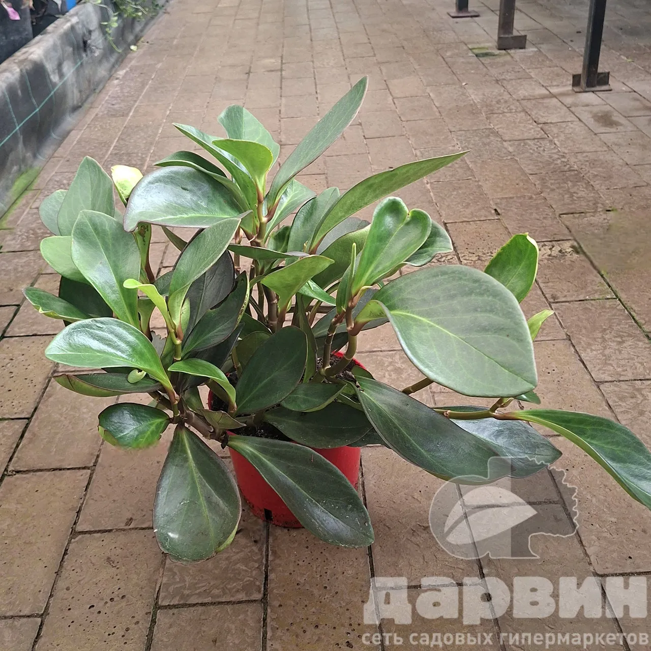 Пеперомия клузиелистная d25 h50-60Tim 