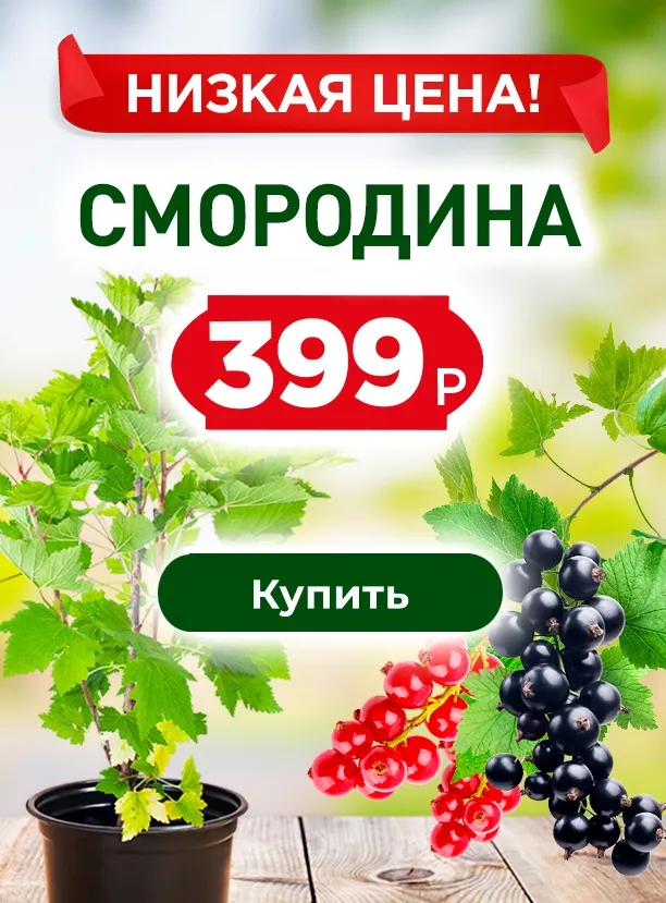 Смородина от 399 руб