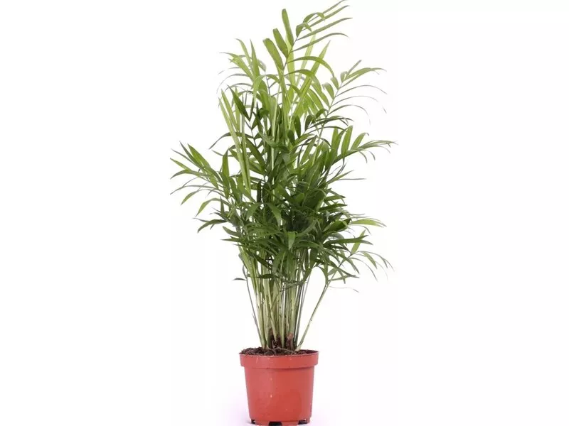 Хамедорея Элеганс d24 h80 