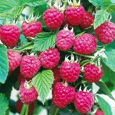 Малина ремонтантная с3-5 bix 