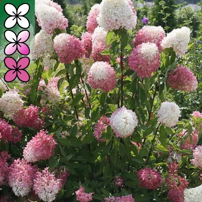 Гортензия метельчатая Долли с5 FD 