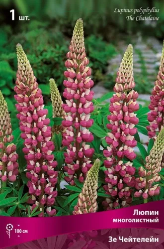 Кореневище Люпин многолистный Зе Чейтелейн 1шт Поиск 