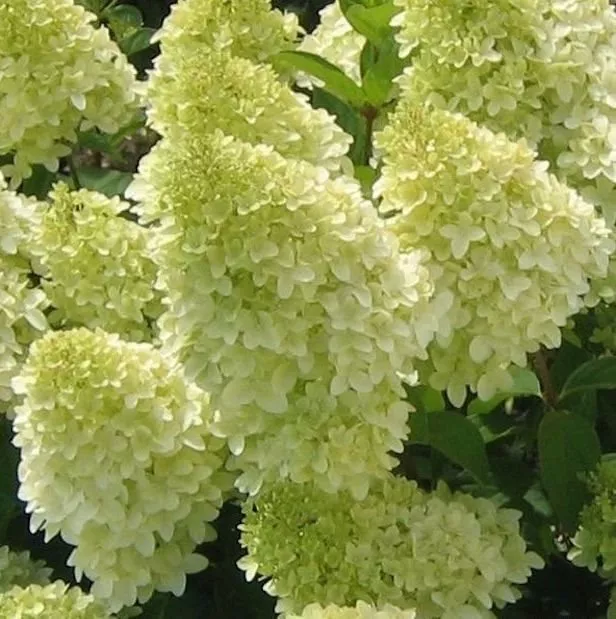 Гортензия метельчатая ЛЮКС V2 Ег 