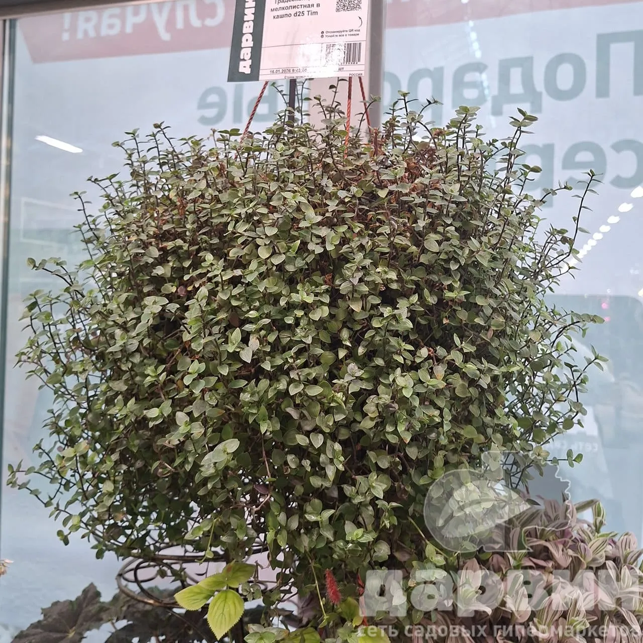 Традесканция мелколистная в кашпо d25 Tim 