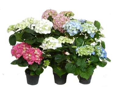 Гортензия микс d12-14 