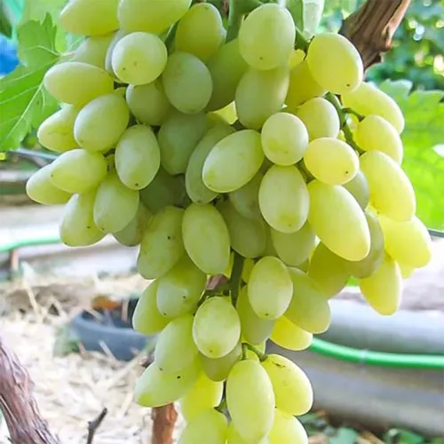 Виноград кишмиш Кишмиш столетие желтый в коробке ЦО 