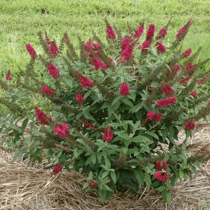 Буддлея давида Роял Ред v5 Lav 