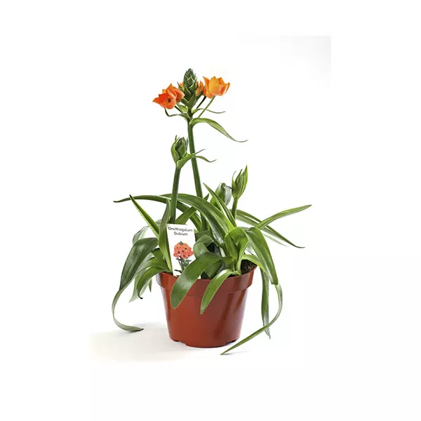 Орнитогалум d10 