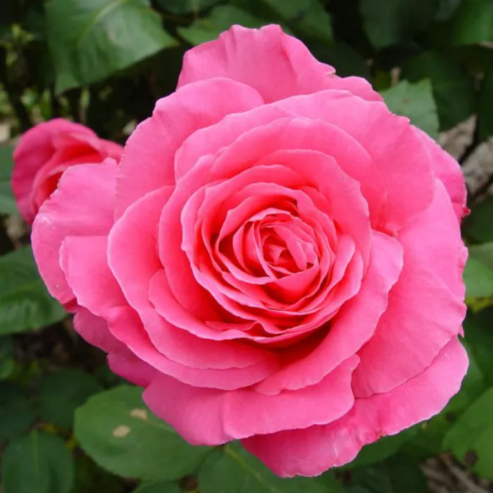 Я_Роза чайно-гибридная Сьюзен Хемпшир v5 Lav 