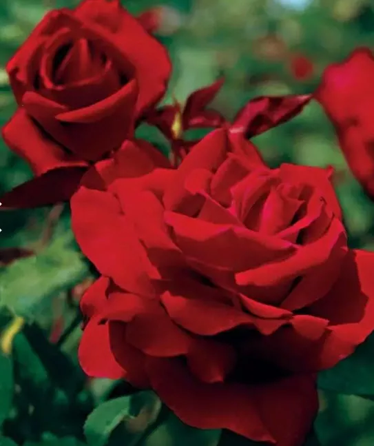 Роза чайно-гибридная Мистер Линкольн С3,5 ЦО 