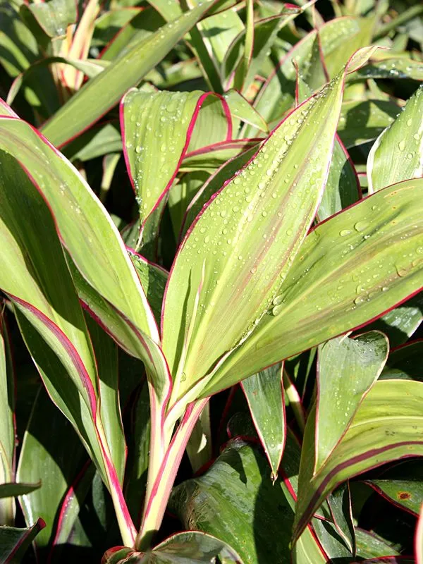 Кордилина Baby Doll d11 Tim 