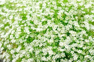 Корневище Гипсофила ползучая Филоу Вайт (I )1 шт Поиск 