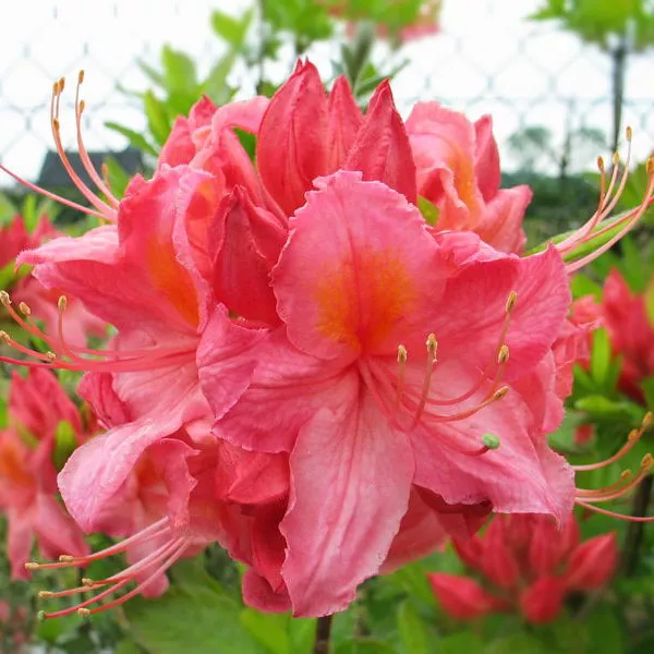 Азалия гибридная Сарина P9 