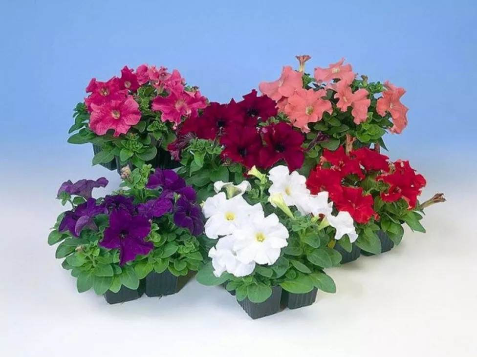 Петуния крупноцветковая к10 шт ХР 