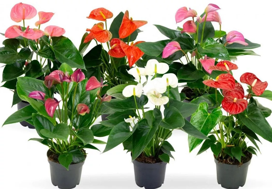 Антуриум Андреанум микс d12 h50 