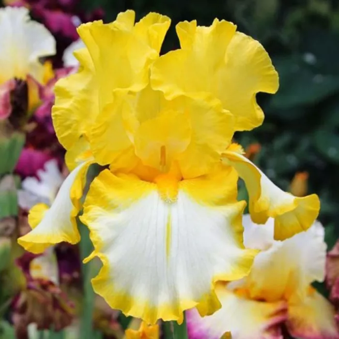 Корневище Ирис Фриндж оф Голд, 1шт/уп 