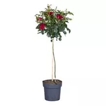 Роза штамбовая Кэтрин С5 St 60 ЦО 