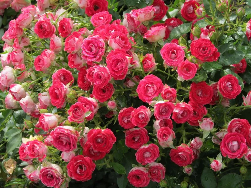 Роза флорибунда Шоне Кобленцерин v5 Tim 