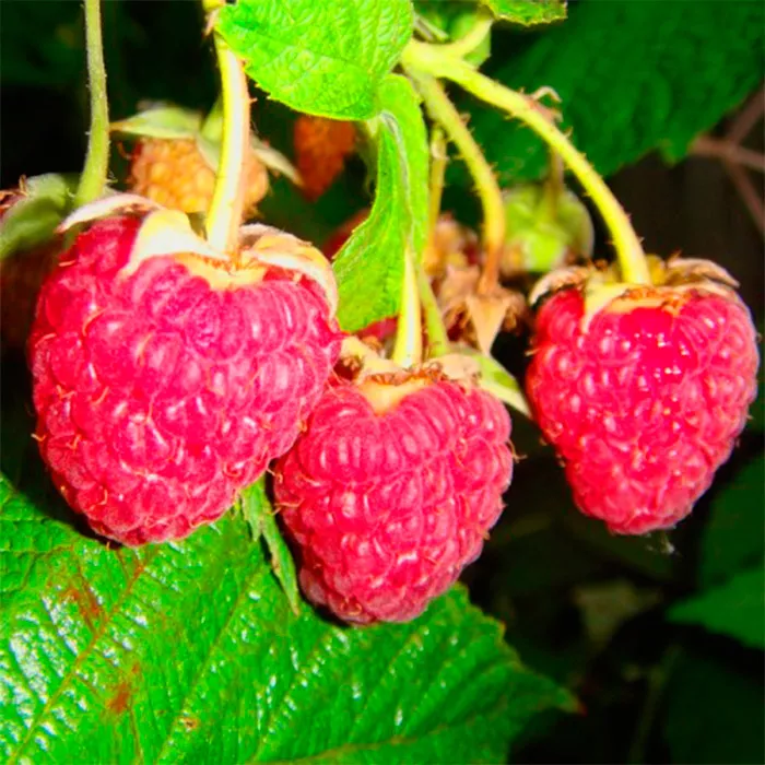 Малина Метеор, красная v2 Tim 