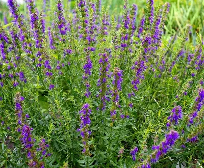 Корневище Иссоп лекарственный Аметист I 1шт Поиск 